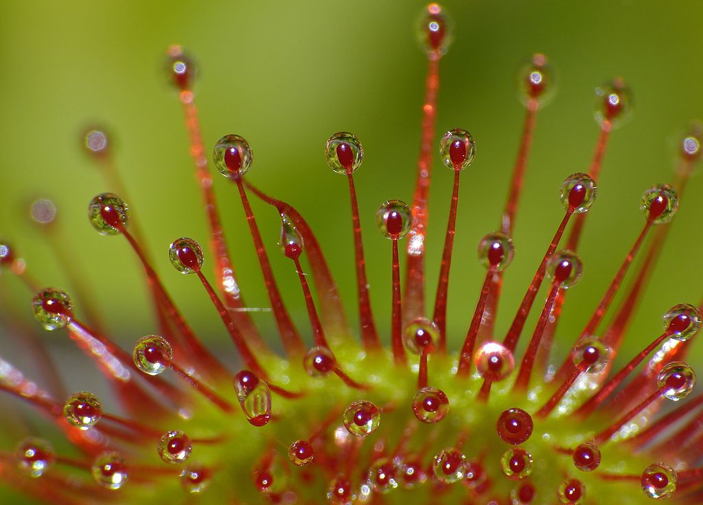 A close up of a sundew plant. Red hairs are tipped with a stick substance to catch insects. 