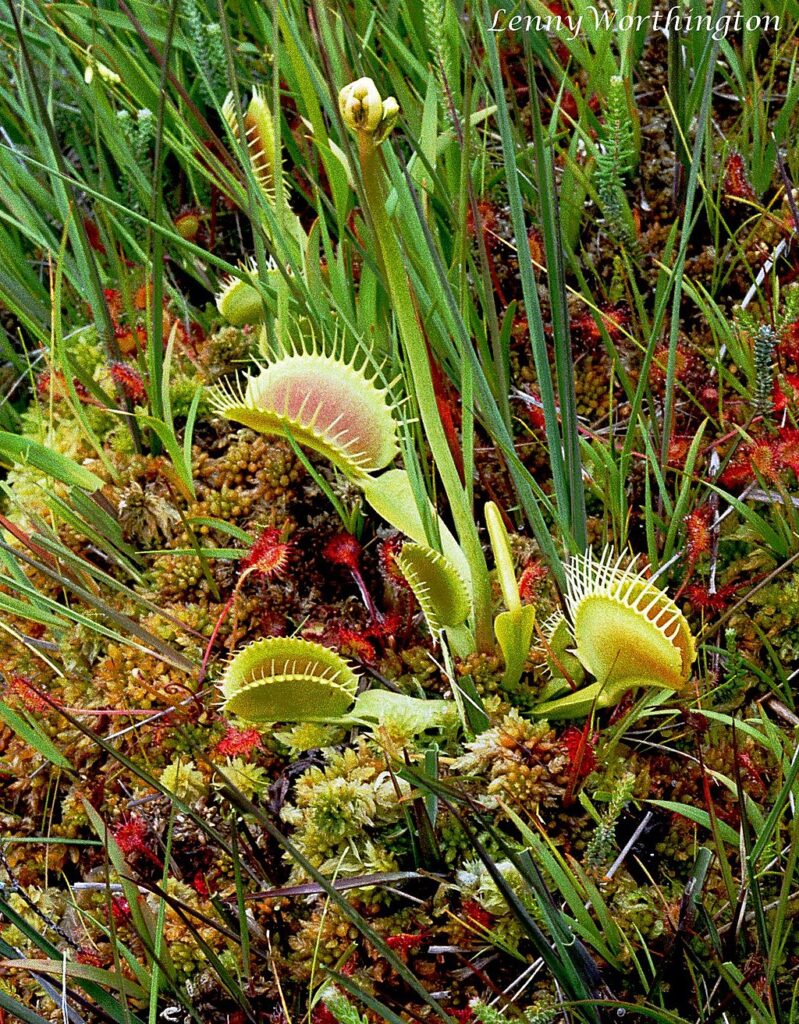 A venus flytrap grows amidst other plants, waiting to ensnare its prey. Its traps are flat, leaf-like appendages, tipped with spines.