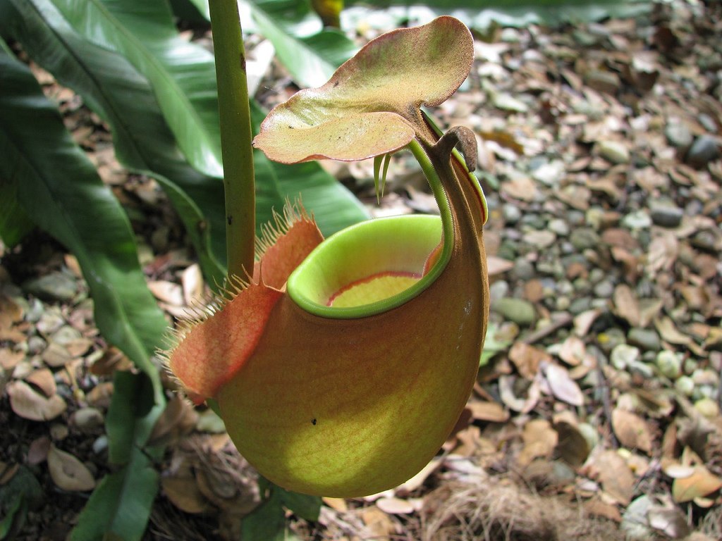A close up of a pitcher plant. It has a bulbous base and a leafy-hat that keeps out excess water.