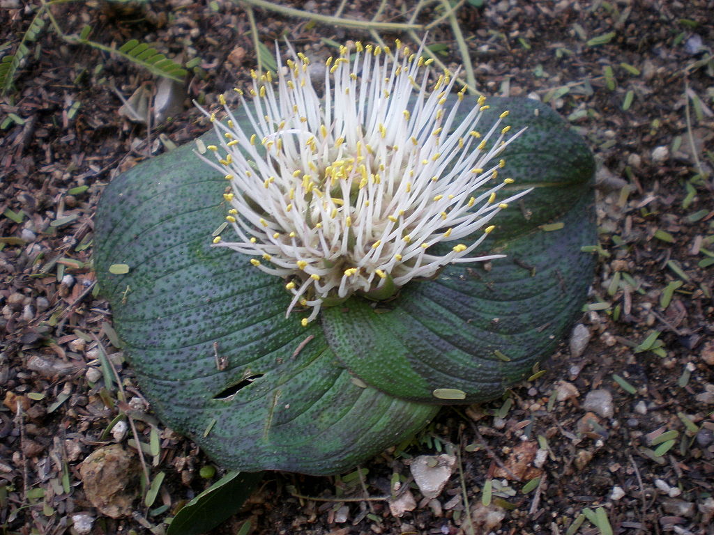 A flower with broad leaves that are flat against the ground. The flower has a cluster of white stamens that protrude upwards. 