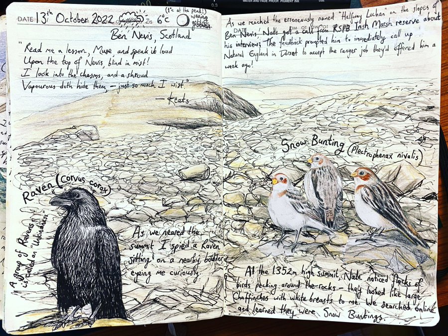 An hand illustrated page from a nature journal with drawings of Snow Buntings and Ravens. 
