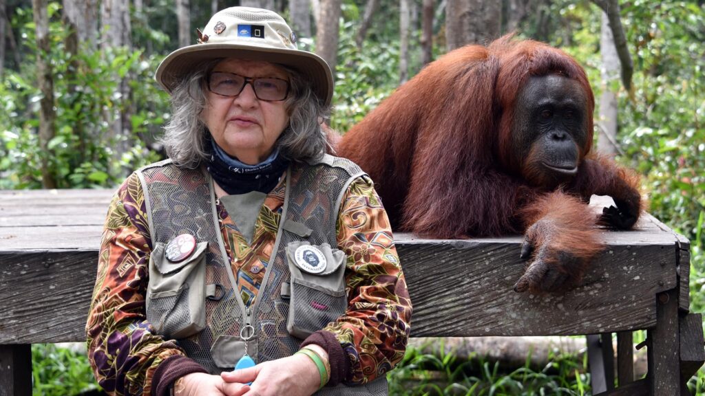Birute Galdikas, an older woman with a wide-brimmed hat and practical vest sits on a worn wooden bench. An adult orangutan leans over the bench behind her. 