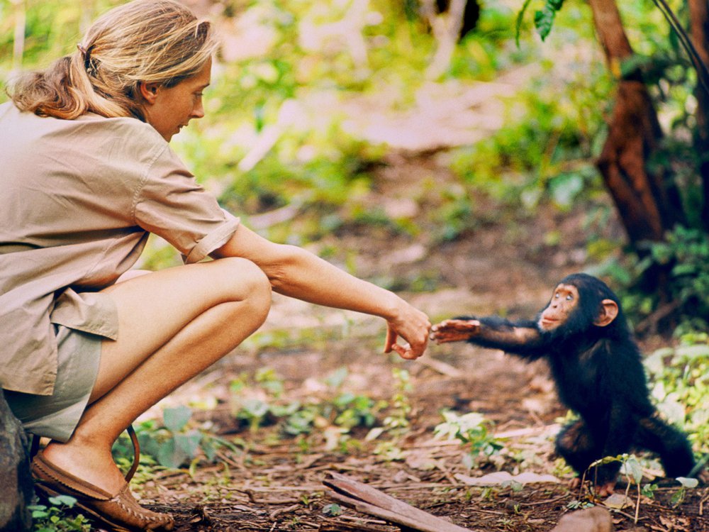 Jane Goodall, a young blonde woman with a ponytail crouches on the ground, reaching her hand towards a young chimpanzee, whose hand is outstretched to meet hers. 