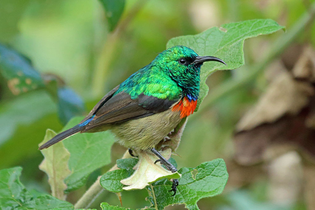 A brown bird with a iridescent green head and orange chest sits amid green foliage. 