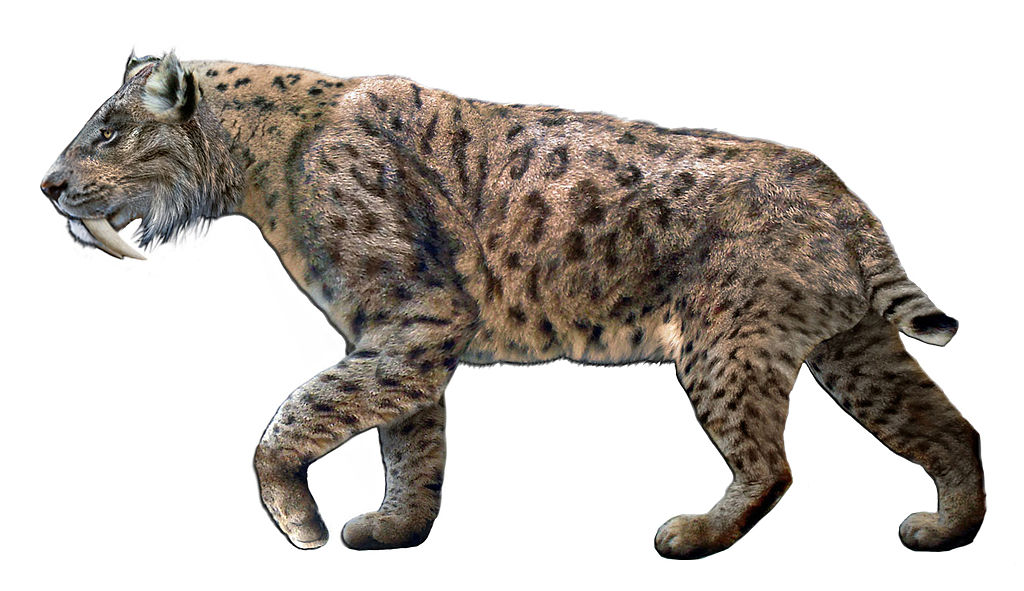 An artist's rendering of a sabre-toothed tiger, a large wildcat with long incisors that protrude from its mouth. 
