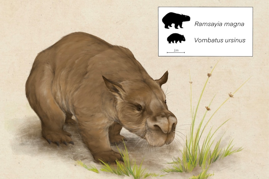 An artist's illustration of a giant wombat, a stubby-legged animal with a big nose and compact body. 