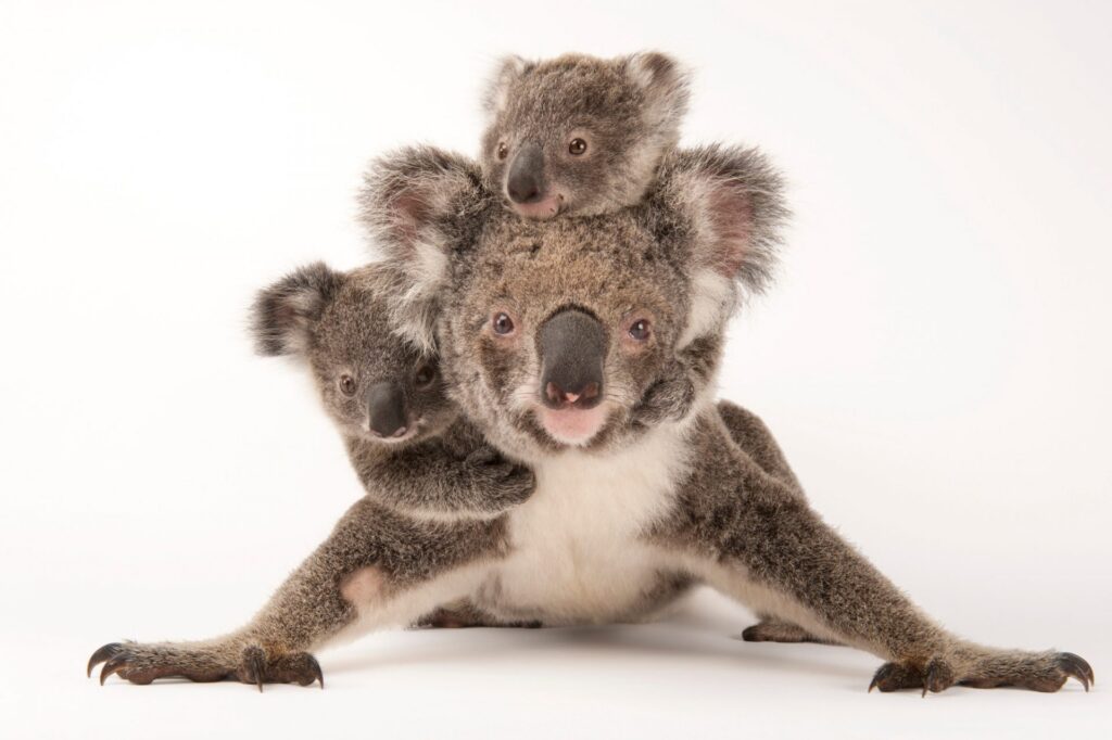 Two baby koalas ride on their back of their mother. She stands facing the camera, front legs splayed.