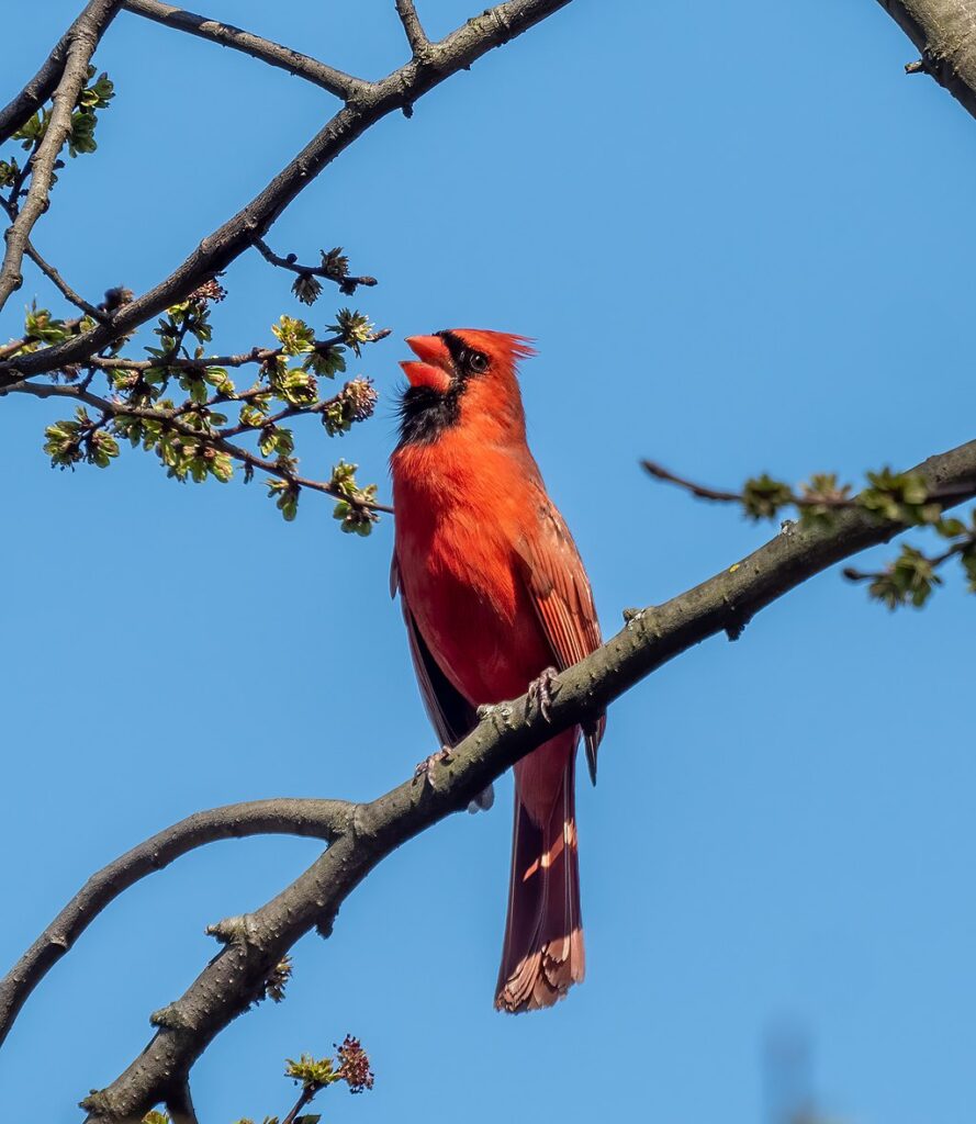 A bright red Northern Cardinal is perched on a tree branch, singing. 