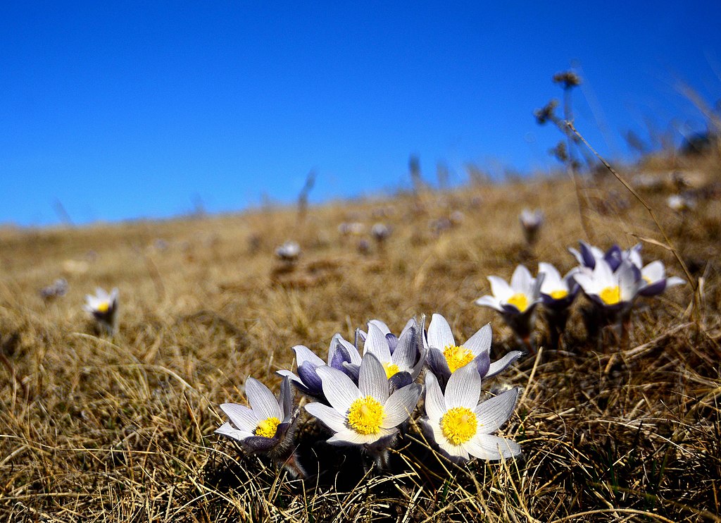 Purple flowers with bright yellow centers bloom against brown grass in early spring. 