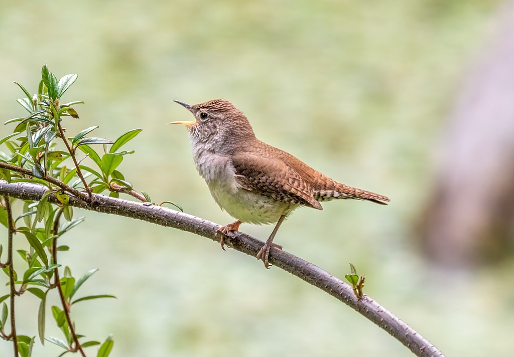 A small brown house wren sings while perched on a tree branch.