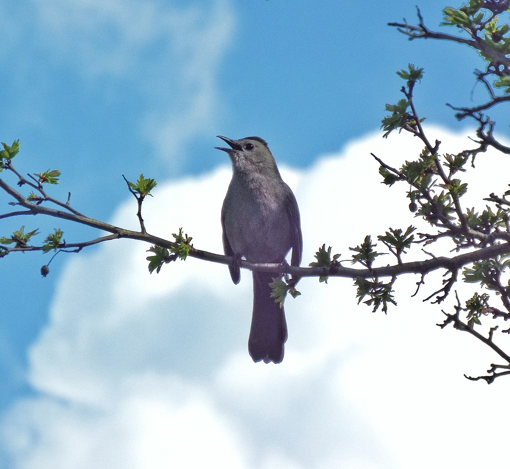 A grey catbird sings while perching on a tree branch.
