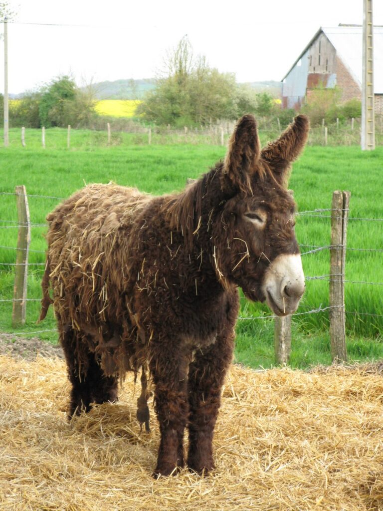 A  large, shaggy mule stands in a bed of straw. It's very fuzzy. 