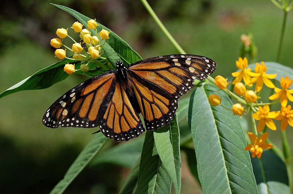 A black and orange butterfly sits on a milkweed plant. The plant has branches of small yellow flowers. 