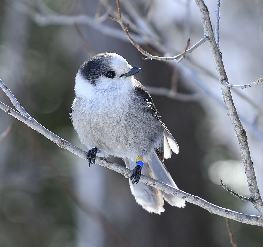 A Canada jay perches on a small branch. It is a medium-sized bird with a dark gray head and lighter grey throat and stomach.