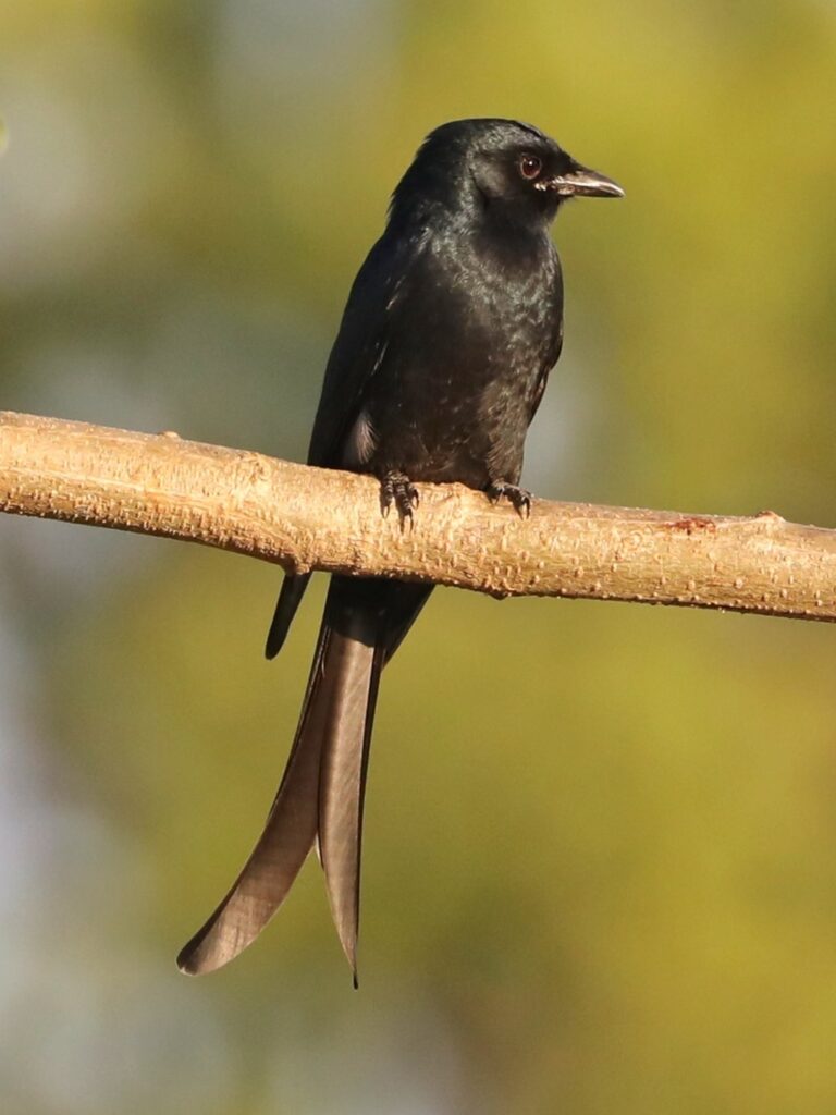 A drongo, a black songbird with a long forked tail sits on a tree branch.