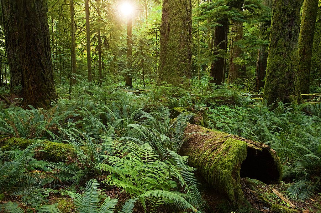 A forest of coastal Douglas-fir trees. The tree trunks are covered in moss. In the foreground, a fallen tree lies amid a bed of ferns. 