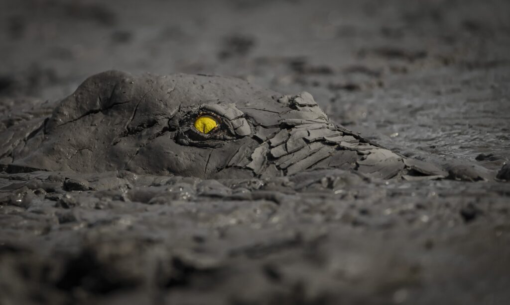A crocidile emerges from the mud, the only part of the animal that is visible is a single, gold coloured eye. 