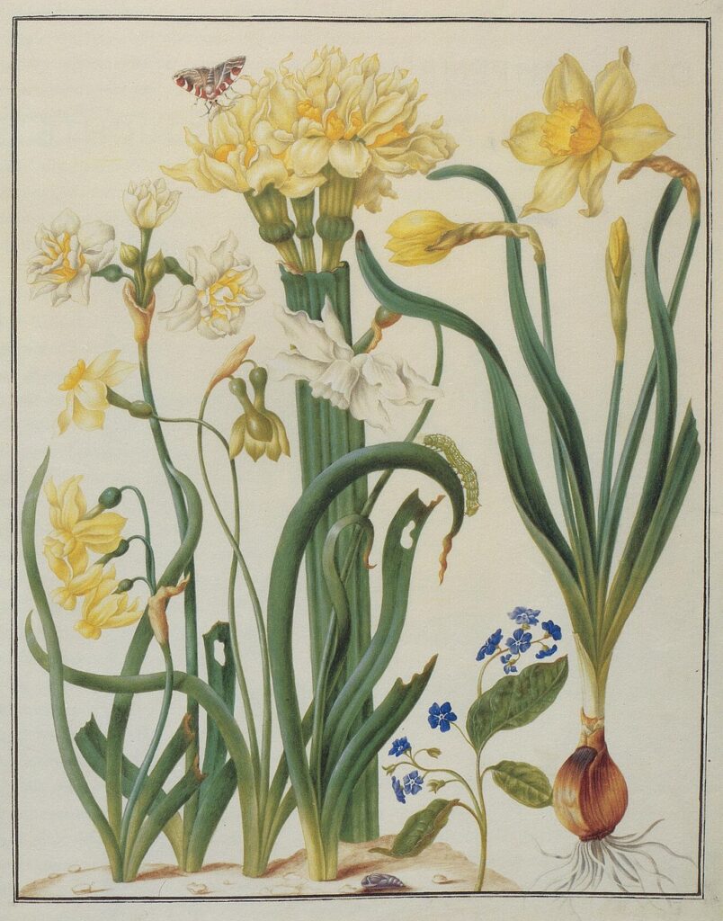 A watercolor illustration of different forms of daffodils, with forget-me-nots and butterflies.