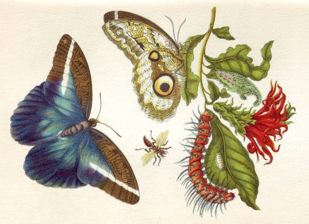 A watercolor illustration show two butterflies, and a caterpillar on a red flower.