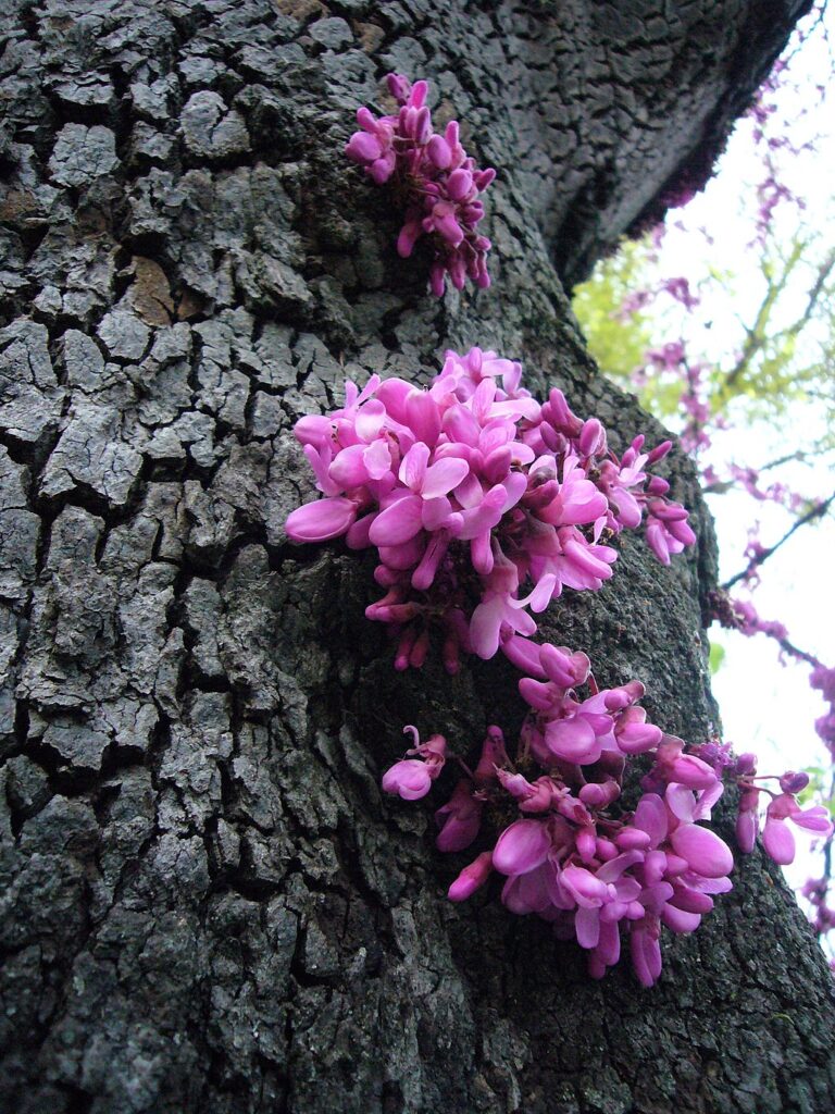 Pink flowers grow directly from the gnarled trunk of a tree.