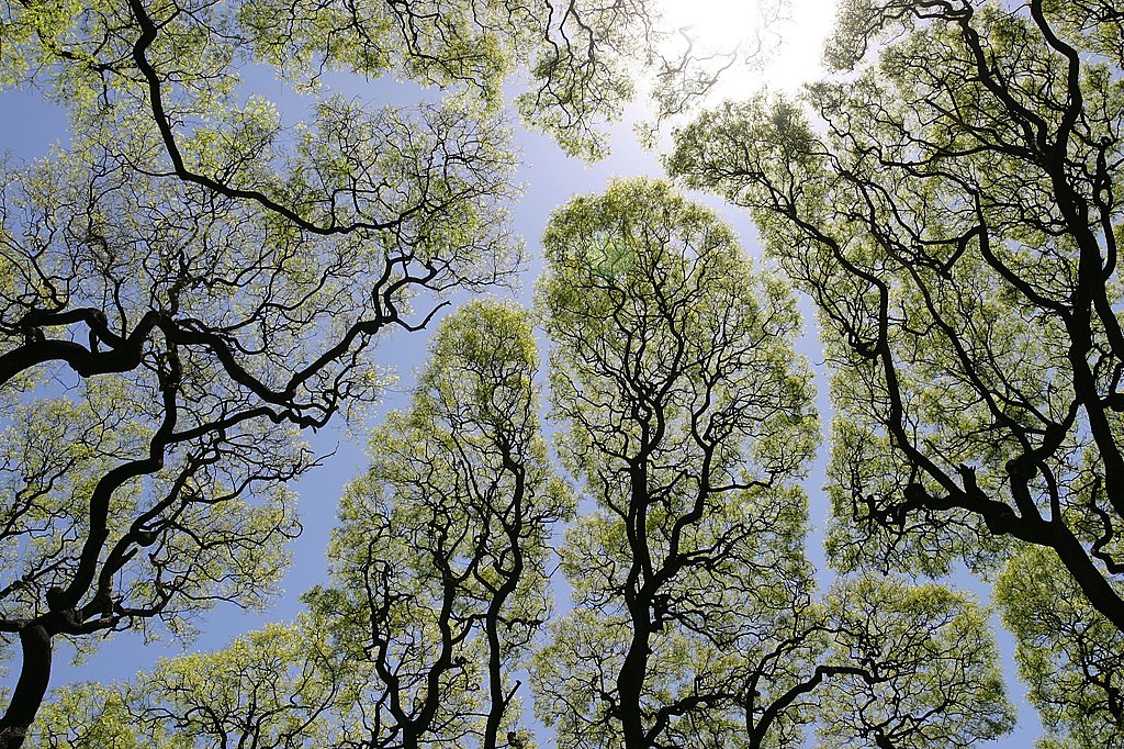 An overhead image of tree canopy showing distinct gaps between the trees. Known as crown shyness, it's still unclear why tree species avoid touching each other. 