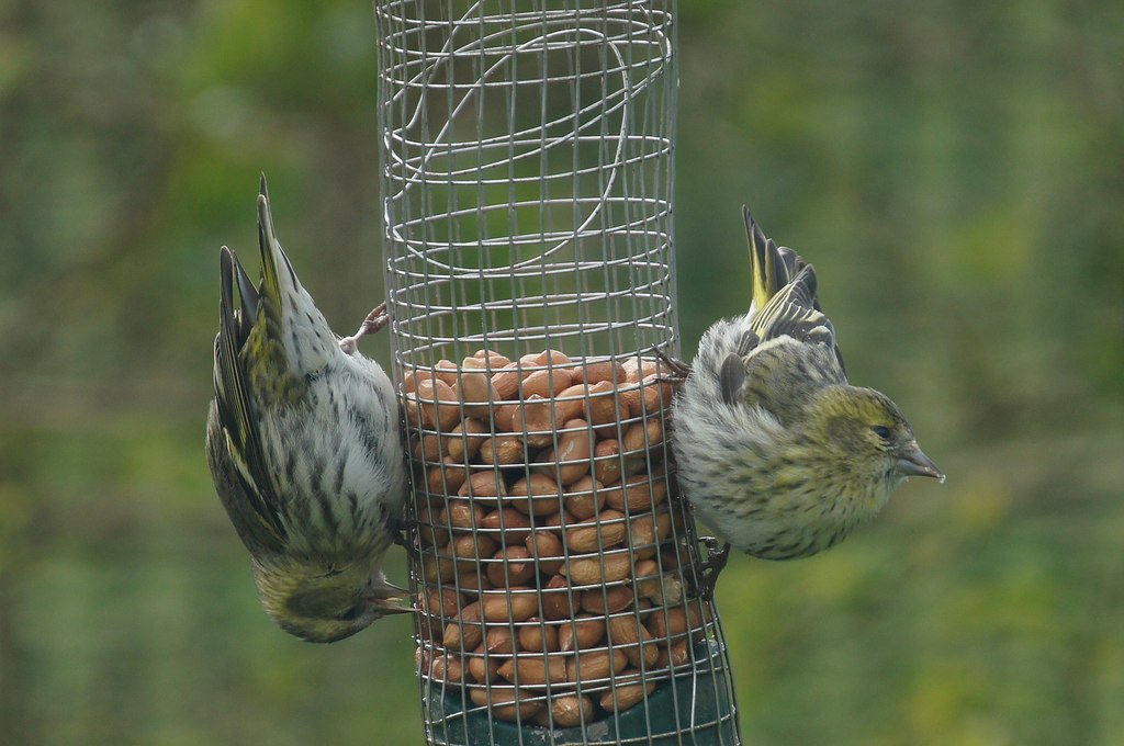 Two small yellow and grey birds hang off a wire bird feeder filled with peanuts, giving people the benefit of enjoying wildlife. 