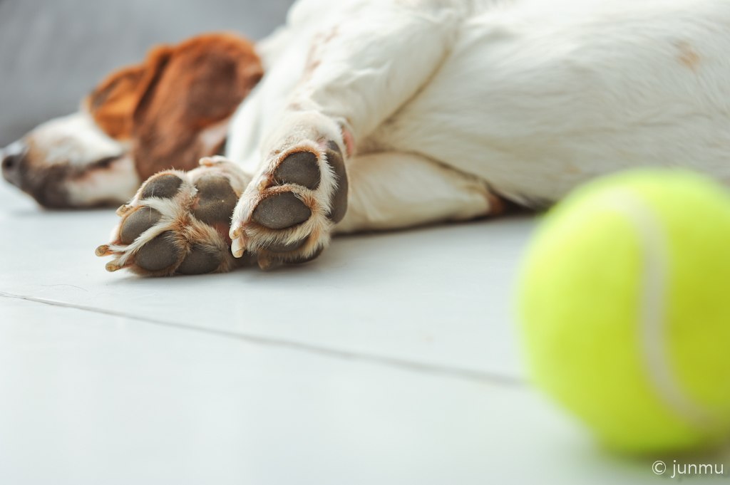 A brown and white dog sleeps on the floor. A tennis ball is visible by its front feet. 