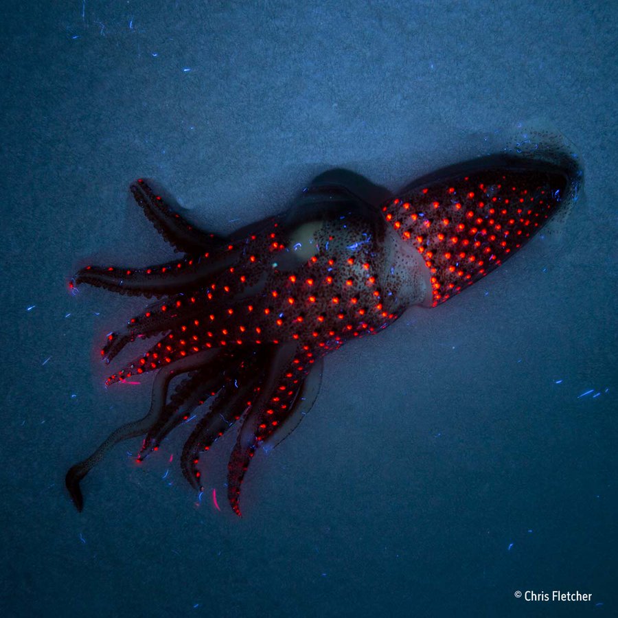 A squid with a black body is covered in evenly spaced, glowing, circular red dots. 