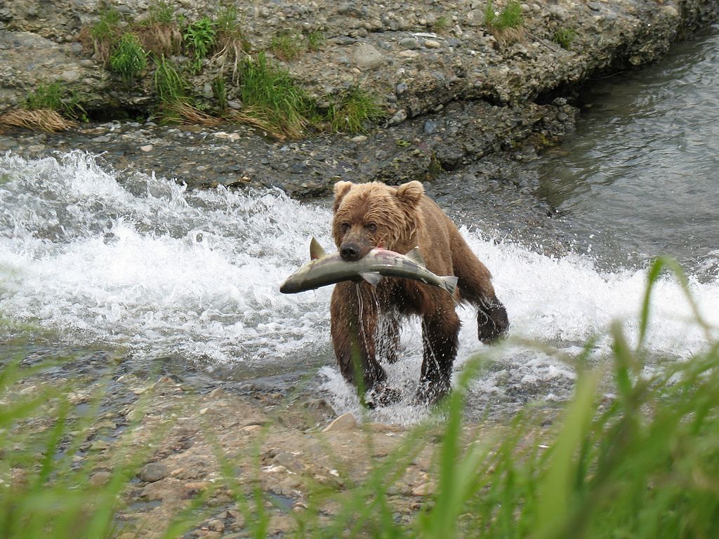 A young grizzly bear carries a fresh caught salmon out of the river towards the bank. 