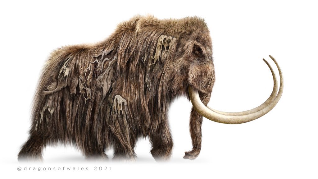 A photoshop illustration of a wooly mammoth. It's very furry with large, curled tusks. 