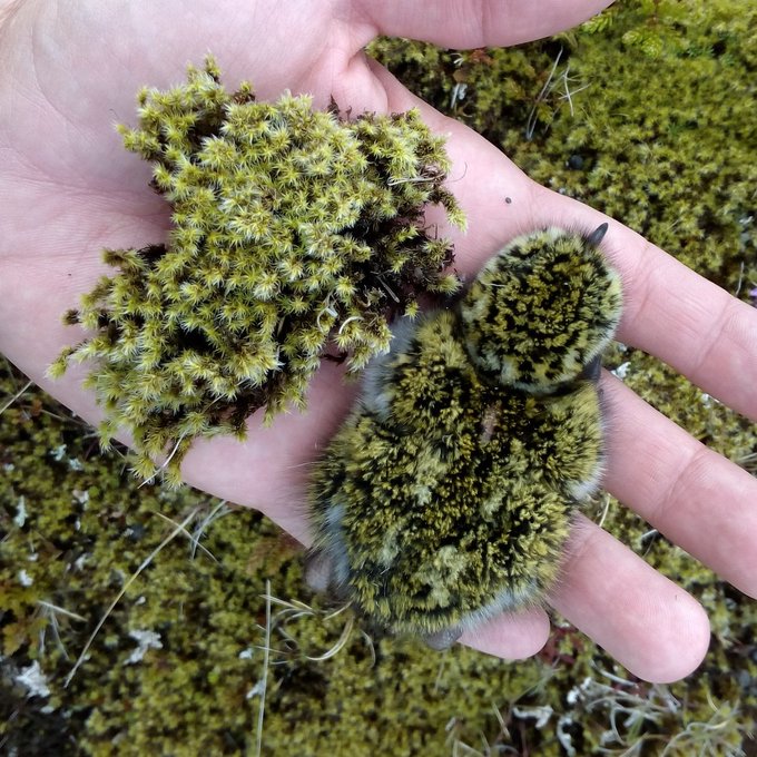 A man's hand holds a clump of moss and a small baby bird. The coloring of the bird is almost indistinguishable from the moss. 