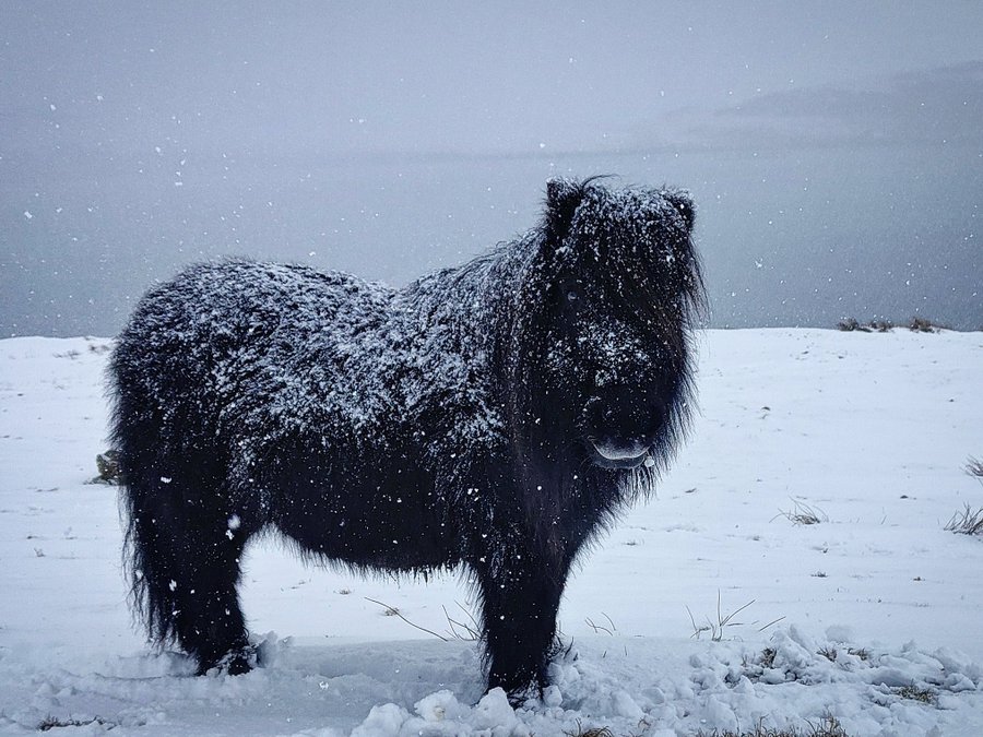 A shaggy black Shetland pony is covered in snow.