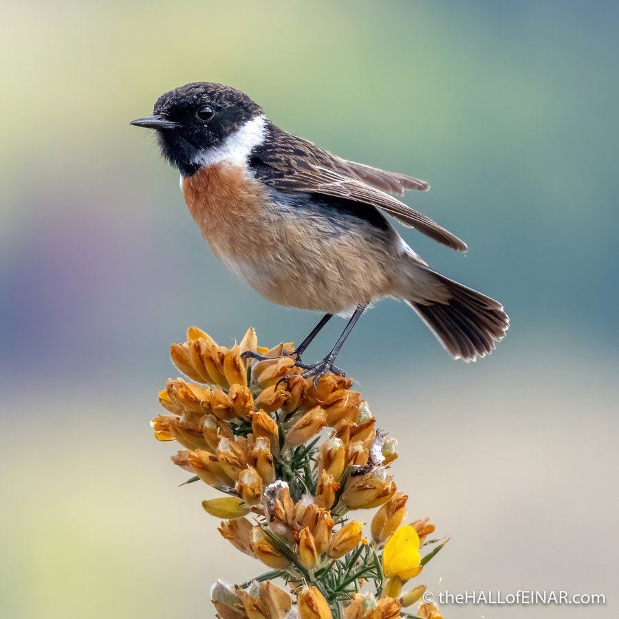 A brown bird with a black head and white collar perches on top of a seed head. 