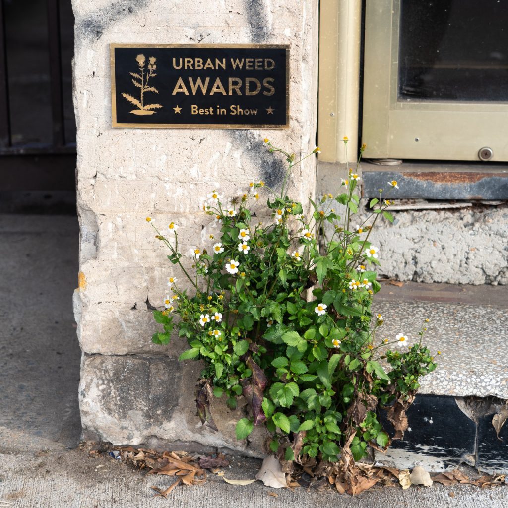A close up of a corner of an old brick building. A white daisy grows at the base of the wall. A sign above the flower reads "Urban Weed Awards, Best in Show."