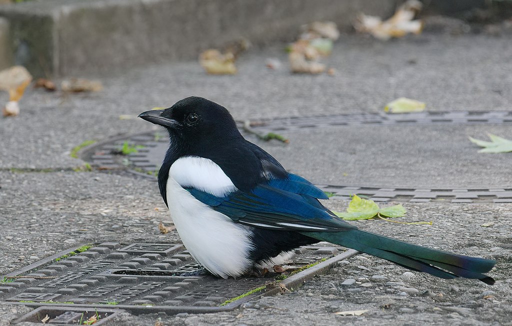 A black and white bird with a long tail sits on top of a utlity access panel in the street. 