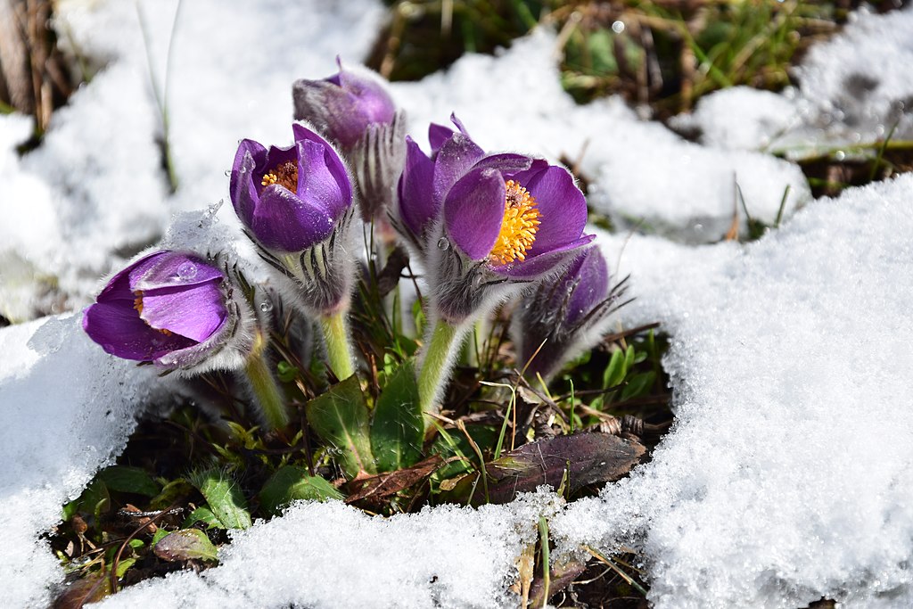 Purple crocus flowers emerge from the snow. 
