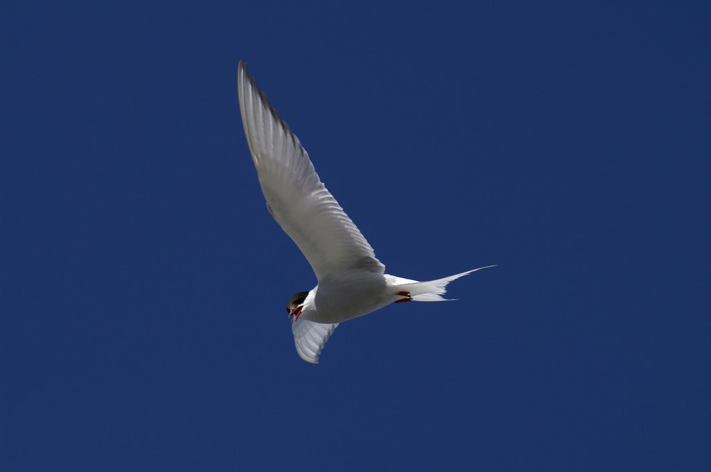 A white bird with a black head flies against the backdrop of a blue sky.