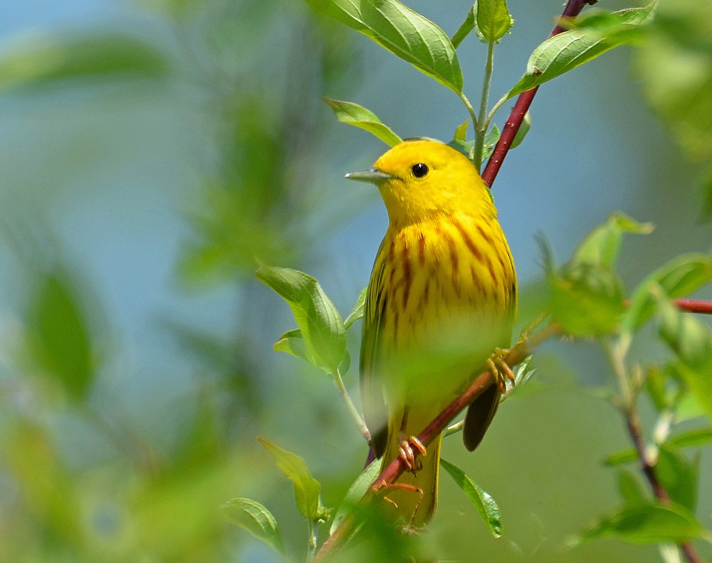 A small yellow bird with red streaks on its breast perches on a tree branch.