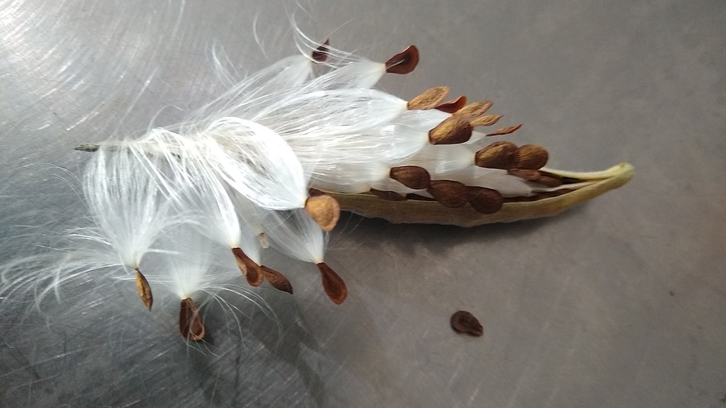 A seed pod bursts open and multiple seeds emerge, each one has a fluffy parachute that will help it travel. 
