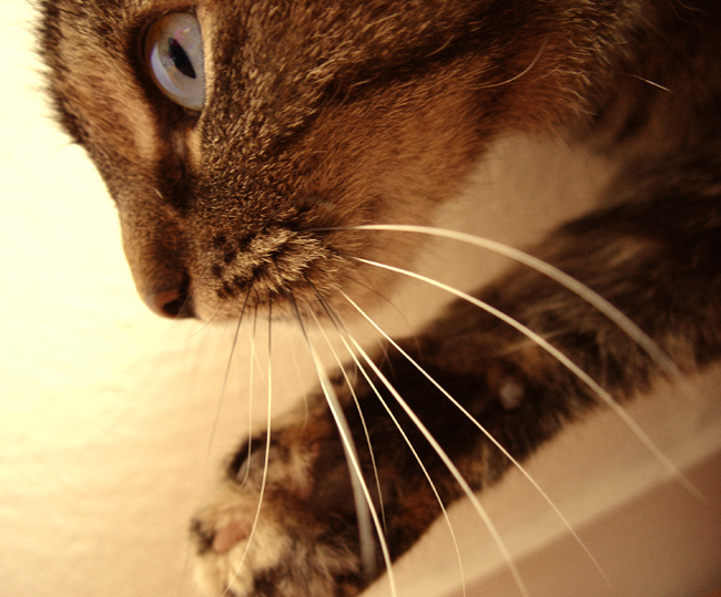 A close up of a tabby cat's face and whiskers. 