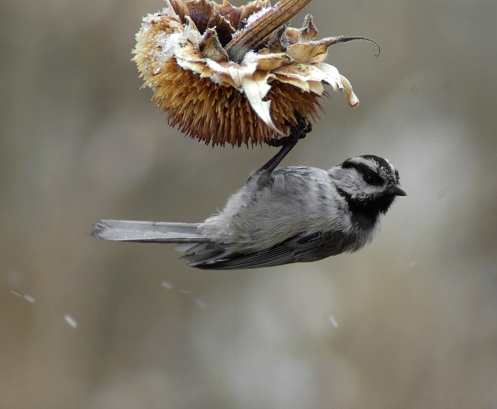 A small black and white bird hangs upside down from a sunflower head. 