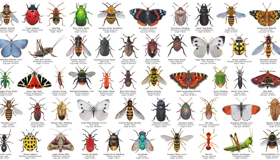 A group of scientific illustrations of beetles, butterflies, and other insects. Each one is labelled with its common and Latin names. 