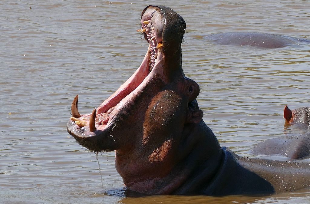 A hippo in the water with its mouth open as wide as possible. 