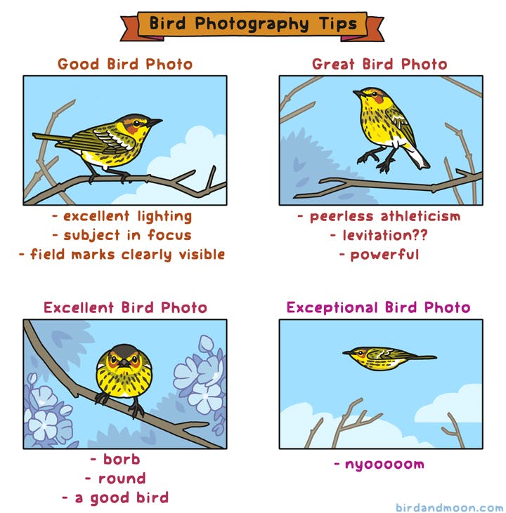 A four panel cartoon entitled Bird Photography Tips. 