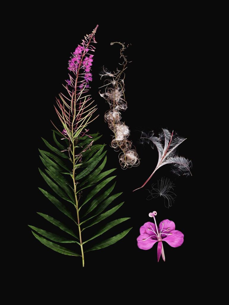 Fireweed, a wildflower with pink flowers, is photographed in a botanical format against a black background. 