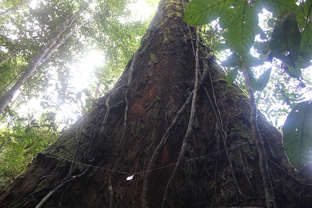 A large tree grows upwards through the dense jungle. 