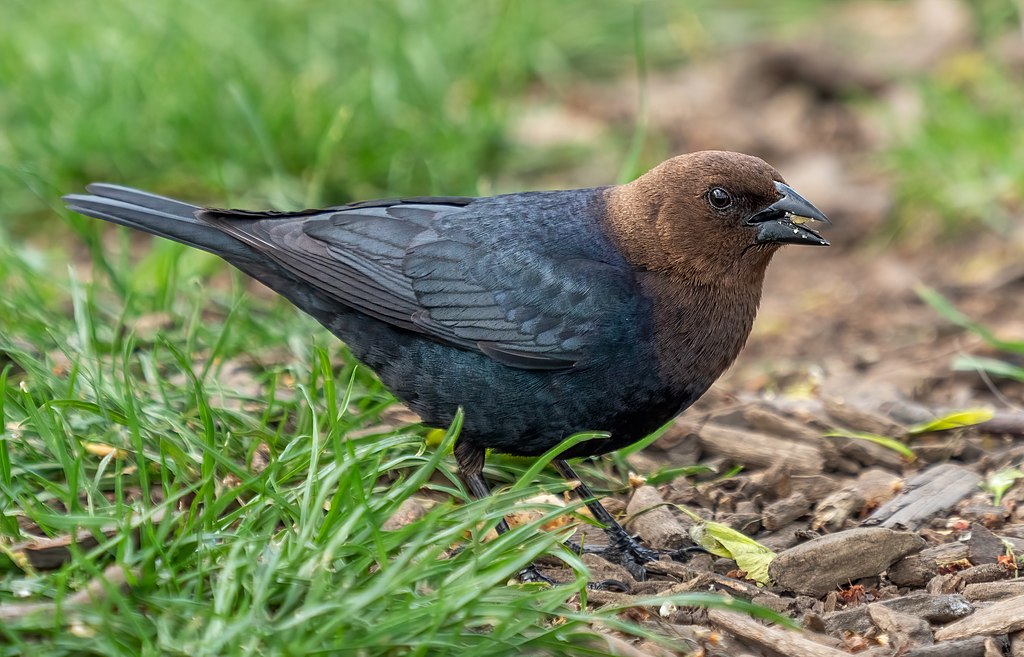 A black bird with a brown head eats seeds on the ground.