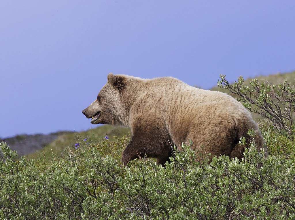 A grizzly bear sits on a hillside surrounded by shrubs.