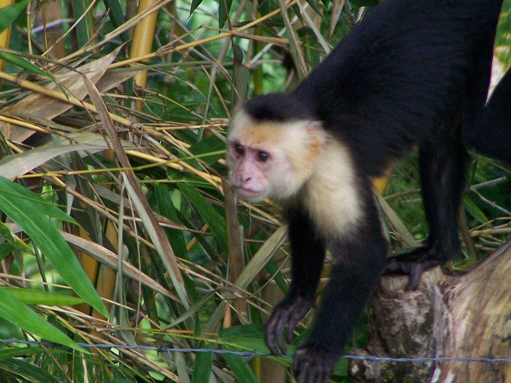 A black monkey with a white face perchs on a tree stump.
