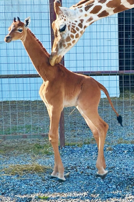 A mother giraffe nuzzles her baby. The baby is a solid brown colour with no spots.